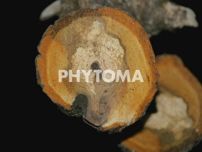 Phomopsis actinidiae